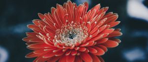 Preview wallpaper aster, flower, petals