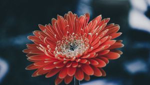 Preview wallpaper aster, flower, petals