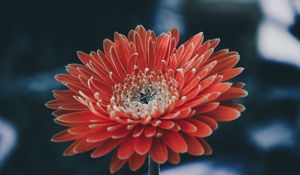 Preview wallpaper aster, flower, petals