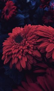 Preview wallpaper aster, flower, petals