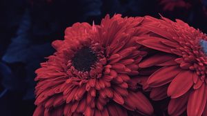 Preview wallpaper aster, flower, petals