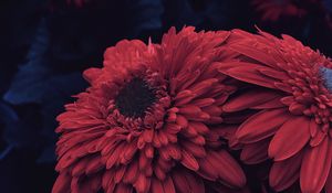Preview wallpaper aster, flower, petals