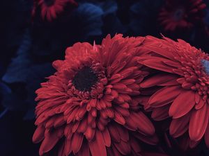 Preview wallpaper aster, flower, petals