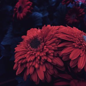 Preview wallpaper aster, flower, petals