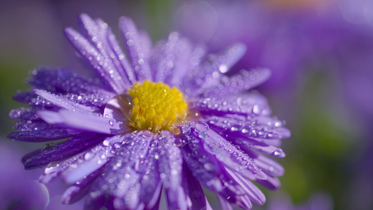 Wallpaper aster, flower, petals, drops, macro, purple