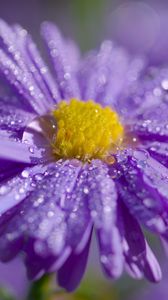 Preview wallpaper aster, flower, petals, drops, macro, purple