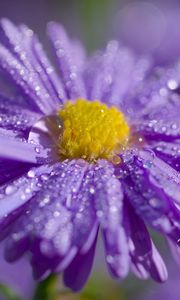 Preview wallpaper aster, flower, petals, drops, macro, purple