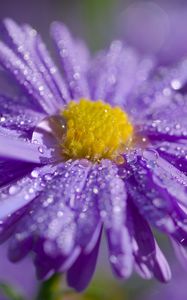 Preview wallpaper aster, flower, petals, drops, macro, purple