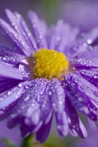 Preview wallpaper aster, flower, petals, drops, macro, purple