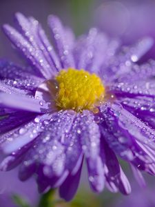Preview wallpaper aster, flower, petals, drops, macro, purple