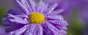 Preview wallpaper aster, flower, petals, drops, macro, purple