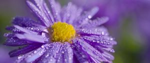 Preview wallpaper aster, flower, petals, drops, macro, purple