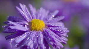 Preview wallpaper aster, flower, petals, drops, macro, purple