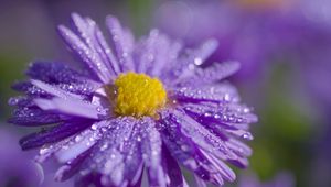 Preview wallpaper aster, flower, petals, drops, macro, purple