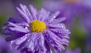 Preview wallpaper aster, flower, petals, drops, macro, purple