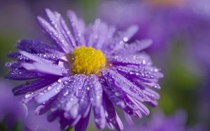 Preview wallpaper aster, flower, petals, drops, macro, purple