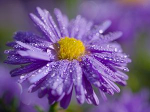 Preview wallpaper aster, flower, petals, drops, macro, purple