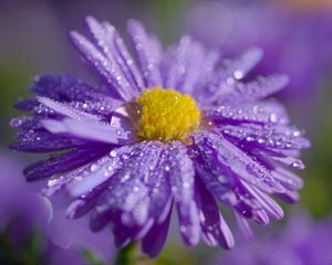 Preview wallpaper aster, flower, petals, drops, macro, purple