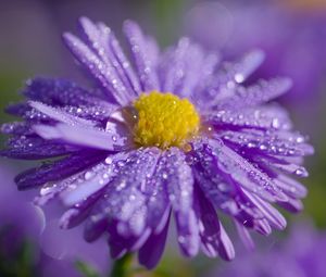 Preview wallpaper aster, flower, petals, drops, macro, purple