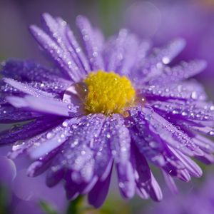 Preview wallpaper aster, flower, petals, drops, macro, purple