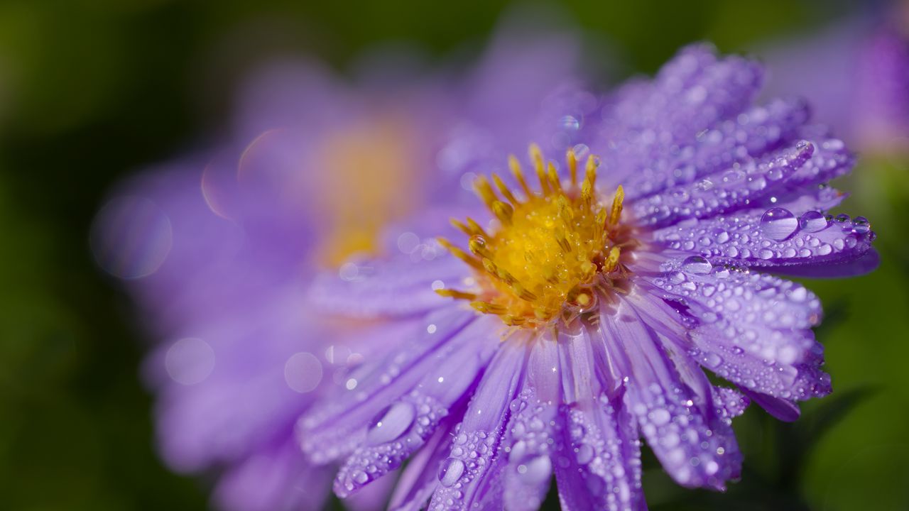 Wallpaper aster, flower, petals, macro, pollen, purple, drops