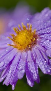 Preview wallpaper aster, flower, petals, macro, pollen, purple, drops