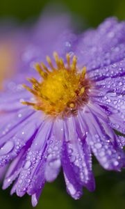 Preview wallpaper aster, flower, petals, macro, pollen, purple, drops