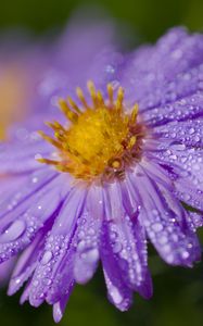 Preview wallpaper aster, flower, petals, macro, pollen, purple, drops