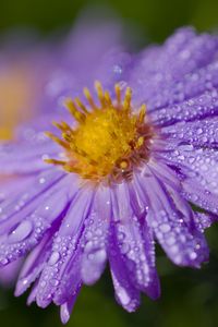 Preview wallpaper aster, flower, petals, macro, pollen, purple, drops