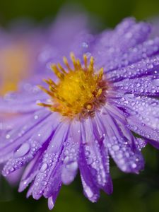 Preview wallpaper aster, flower, petals, macro, pollen, purple, drops