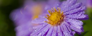 Preview wallpaper aster, flower, petals, macro, pollen, purple, drops