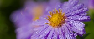 Preview wallpaper aster, flower, petals, macro, pollen, purple, drops