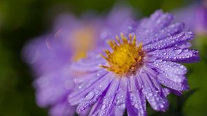 Preview wallpaper aster, flower, petals, macro, pollen, purple, drops