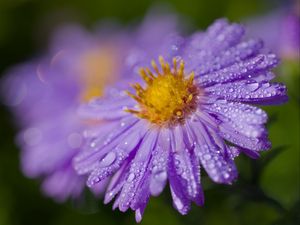 Preview wallpaper aster, flower, petals, macro, pollen, purple, drops