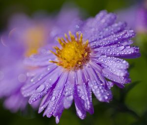 Preview wallpaper aster, flower, petals, macro, pollen, purple, drops