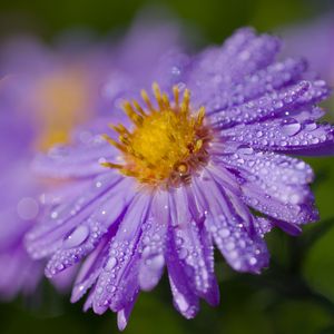 Preview wallpaper aster, flower, petals, macro, pollen, purple, drops