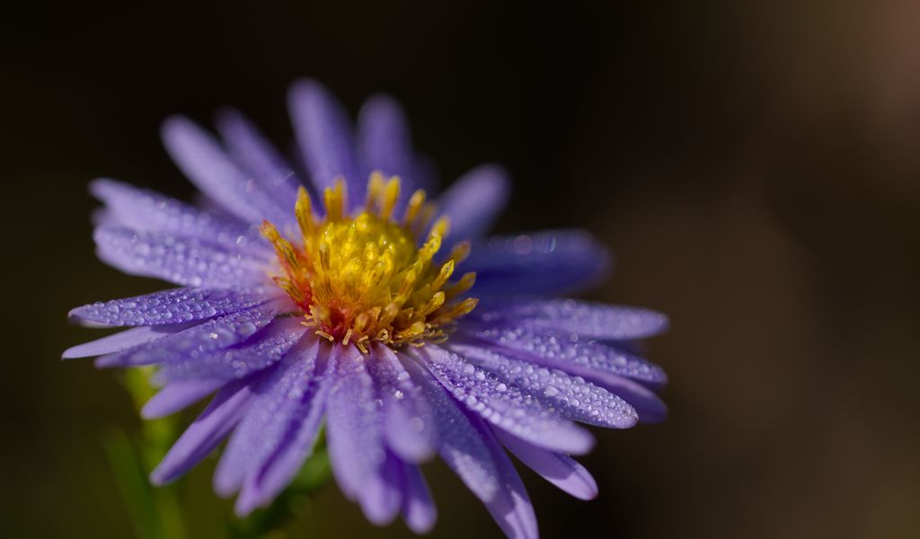 1024x600 Wallpaper aster, flower, petals, drops, macro, pollen