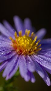 Preview wallpaper aster, flower, petals, drops, macro, pollen