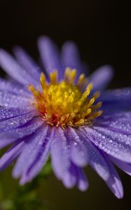 Preview wallpaper aster, flower, petals, drops, macro, pollen