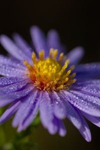 Preview wallpaper aster, flower, petals, drops, macro, pollen