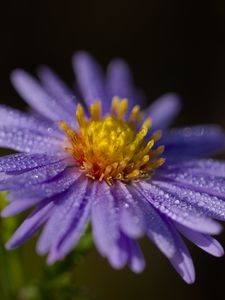Preview wallpaper aster, flower, petals, drops, macro, pollen