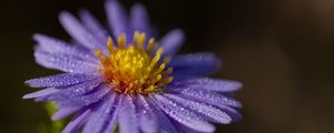Preview wallpaper aster, flower, petals, drops, macro, pollen