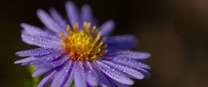Preview wallpaper aster, flower, petals, drops, macro, pollen