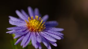 Preview wallpaper aster, flower, petals, drops, macro, pollen