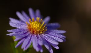 Preview wallpaper aster, flower, petals, drops, macro, pollen