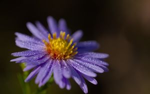 Preview wallpaper aster, flower, petals, drops, macro, pollen