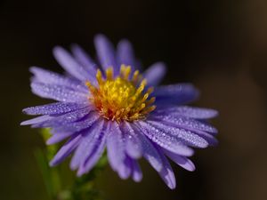 Preview wallpaper aster, flower, petals, drops, macro, pollen