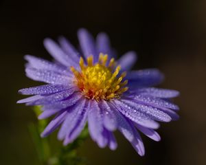 Preview wallpaper aster, flower, petals, drops, macro, pollen