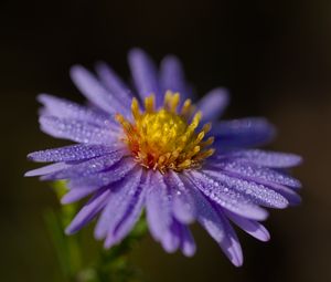 Preview wallpaper aster, flower, petals, drops, macro, pollen