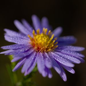 Preview wallpaper aster, flower, petals, drops, macro, pollen